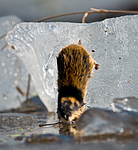 BB 11 0044 / Lemmus lemmus / Lemen